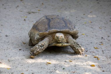 Sulcata kaplumbağası bahçedeki büyük kaplumbağadır. 