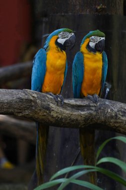 Bahçedeki mavi ve sarı papağan kuşunu kapat.