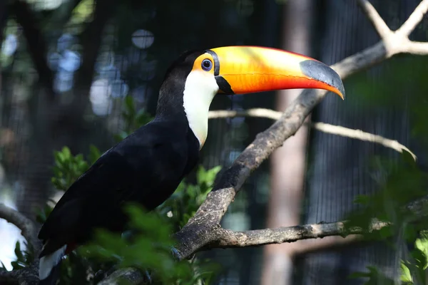 The toco toucan bird is beautiful bird on the wood tree