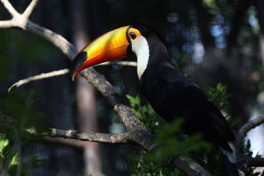 Ahşap ağaçtaki Toco Toucan kuşu 