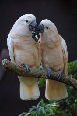 Couple moluccan cockatoo bird is love and eatting in garden 