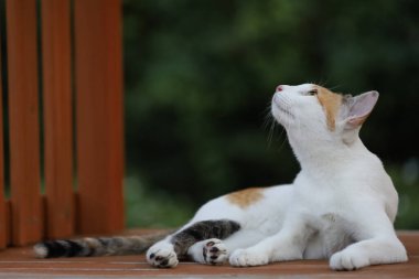 Kapatın kedileri, oturun ve bahçede sevimli olun. 