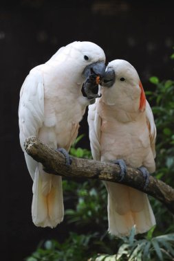 Couple moluccan cockatoo bird is love and eatting in garden 