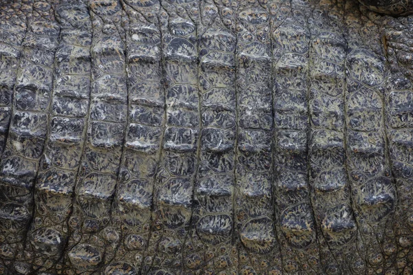close up the crocodile skin for reptile animal skin and texture