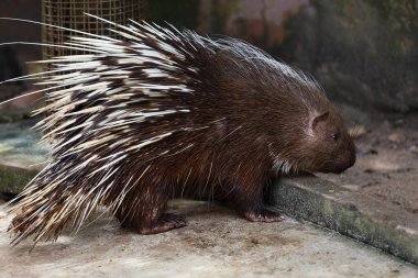 Malaya kirpi hayvanını kapatın. 