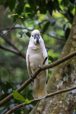 moluccan cockatoo bird in garden