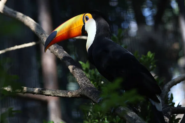The toco toucan bird on the wood tree