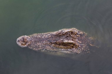 Koca kafalı timsah nehri boyladı.