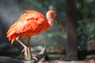 Kızıl aynalı kuşun etrafını sarın.