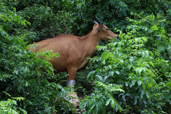 Doğa bahçesindeki dişi kızıl inek. 