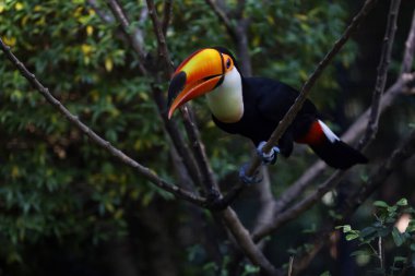 Ahşap ağaçtaki Toco Toucan kuşu 