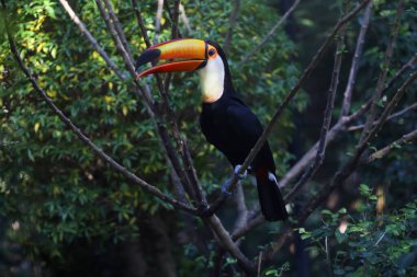 Ahşap ağaçtaki Toco Toucan kuşu