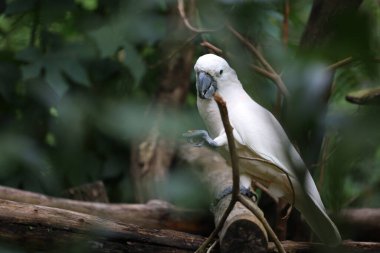moluccan cockatoo bird in garden