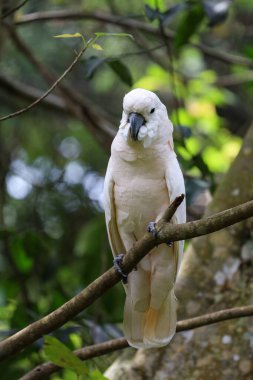 moluccan cockatoo bird in garden