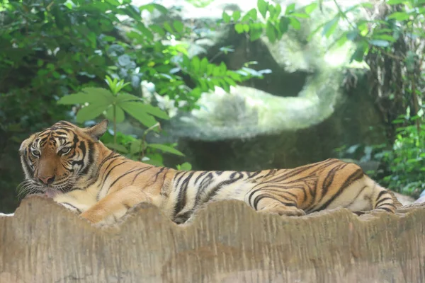 Primer Plano Indochinese Tigre Hermoso Animal — Foto de Stock