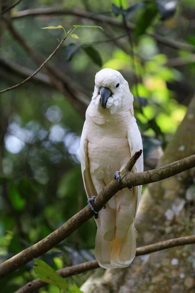 Moluccan Cockatoo Bird Garden —  Fotos de Stock