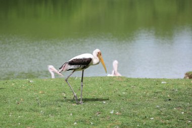 Bahçedeki Boyalı Leylek Kuşu (Mycteria leucocephala)