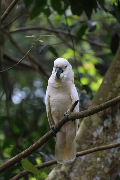 stock image The moluccan cockatoo bird in garden