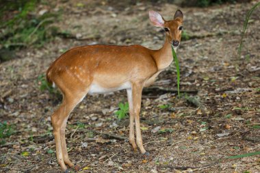 The female deer in garden at thailand