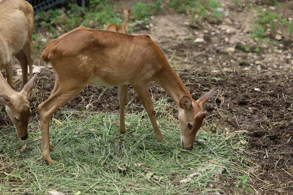 stock image The female deer in garden at thailand