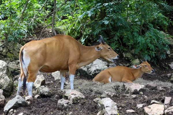 Female Baby Red Cow Nature Garden — Stock Photo, Image