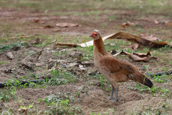 这只打架的母鸡在泰国的花园里很美 — 图库照片