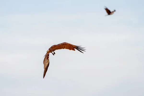 红鹰飞在天空中的大自然在泰国 — 图库照片