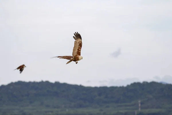 태국에서 자연의 하늘에 독수리 — 스톡 사진