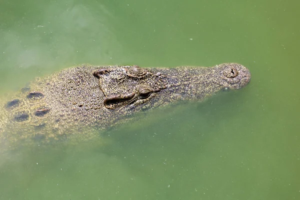 Close Big Head Crocodile Show Head River — Stock Photo, Image