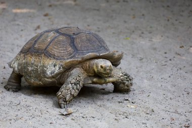 Tayland 'daki bahçede Sulcata kaplumbağası.