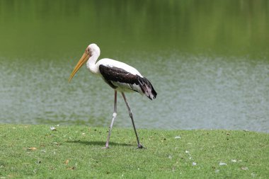 Bahçedeki Boyalı Leylek Kuşu (Mycteria leucocephala)