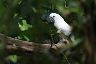 Moluccan papağanı bahçede güzel bir hayvandır.