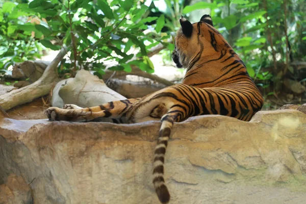 Close Indochinese Tiger Beautiful Animal — Zdjęcie stockowe