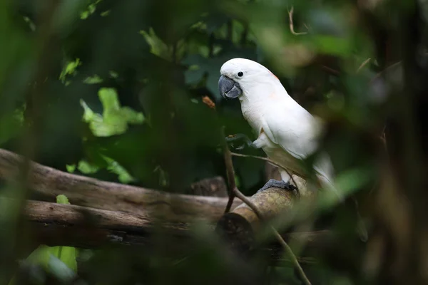 Pájaro Cacatúa Molucca Hermoso Animal Jardín —  Fotos de Stock