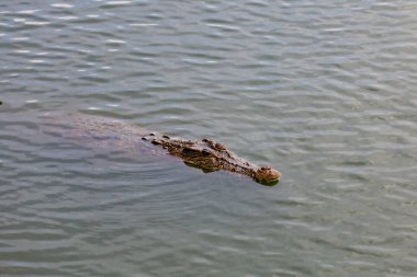 Koca kafalı timsah nehri boyladı.