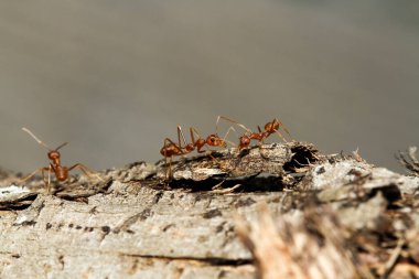 Tayland 'daki doğa arka planındaki ağaçtaki kırmızı karıncayı kapat