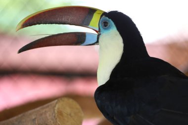 Tahtadaki Toco Toucan kuşu. 
