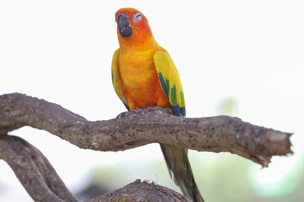 Міні Птах Папуги Паличці — стокове фото