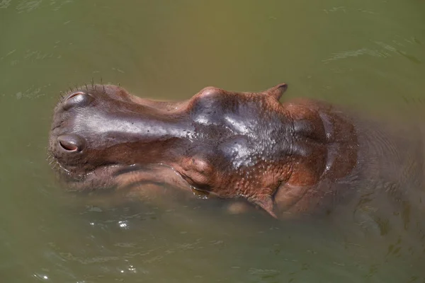 Cerca Hipopótamo Cabeza Río —  Fotos de Stock