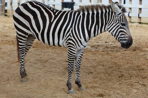 Tayland Daki Çiftlikteki Burchell Zebra — Stok fotoğraf