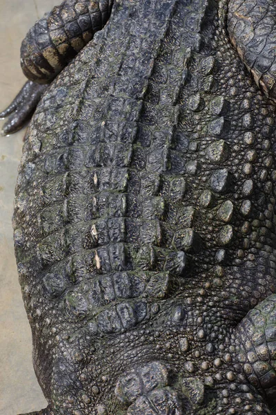 Fermer Peau Crocodile Pour Peau Texture Des Reptiles — Photo
