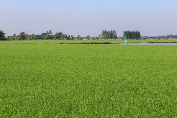 Baby Grönt Ris Fält Landsbygden Thailand — Stockfoto
