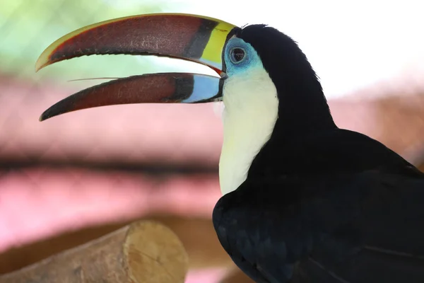 Toco Tukan Ptak Drewnie — Zdjęcie stockowe
