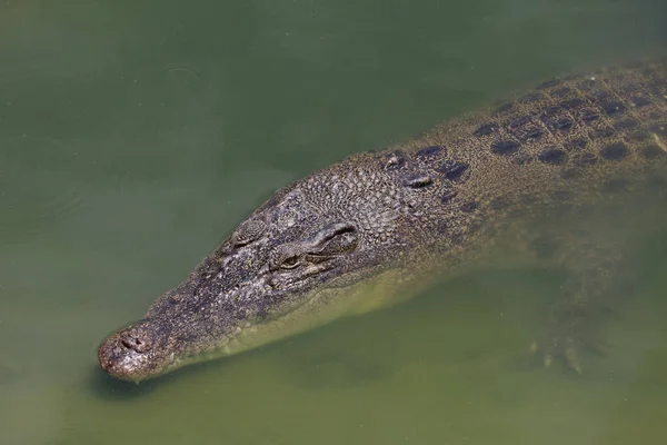 Zamknij Się Duży Głowa Krokodyl Pokaż Głowę Rzece — Zdjęcie stockowe