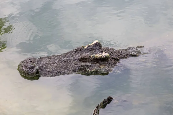 Крупним Планом Великий Крокодил Показує Голову Річці — стокове фото