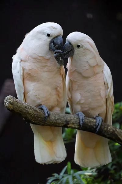 Couple Moluccan Cockatoo Bird Love Eatting Garden — Stok fotoğraf