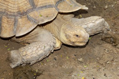 Tayland 'daki bahçede Sulcata kaplumbağası.