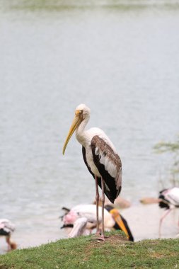 Bahçedeki Boyalı Leylek Kuşu (Mycteria leucocephala)