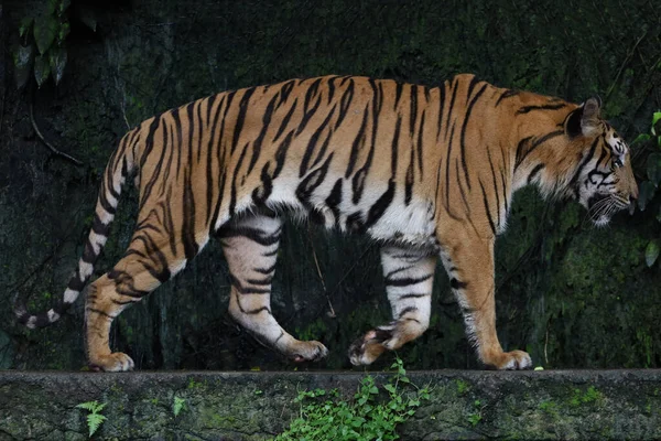 Primer Plano Indochinese Tigre Hermoso Animal Peligroso Bosque — Foto de Stock