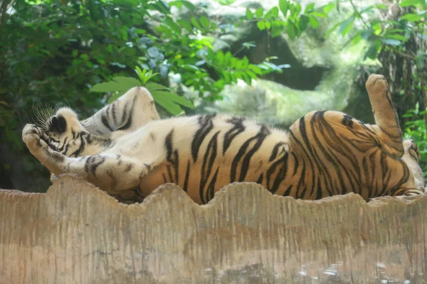 Zamknij Się Indochinese Tygrys Jest Piękny Zwierzę — Zdjęcie stockowe